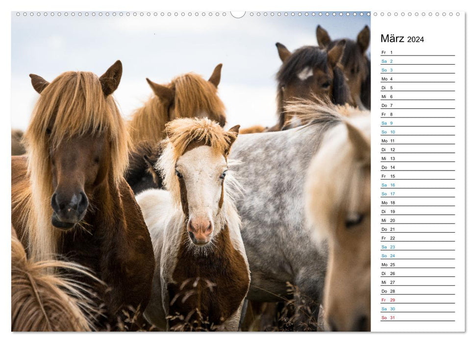 Islandpferde Kalender - Pferde von der Insel aus Feuer und Eis (CALVENDO Wandkalender 2024)