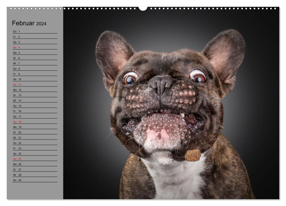 Bullymania - Französische Bulldoggen (CALVENDO Wandkalender 2024)