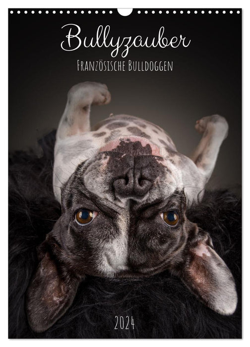 Bullyzauber - Französische Bulldoggen (CALVENDO Wandkalender 2024)