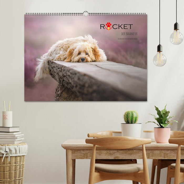 Rocket le Bichon Havanais (Calendrier mural CALVENDO 2024) 