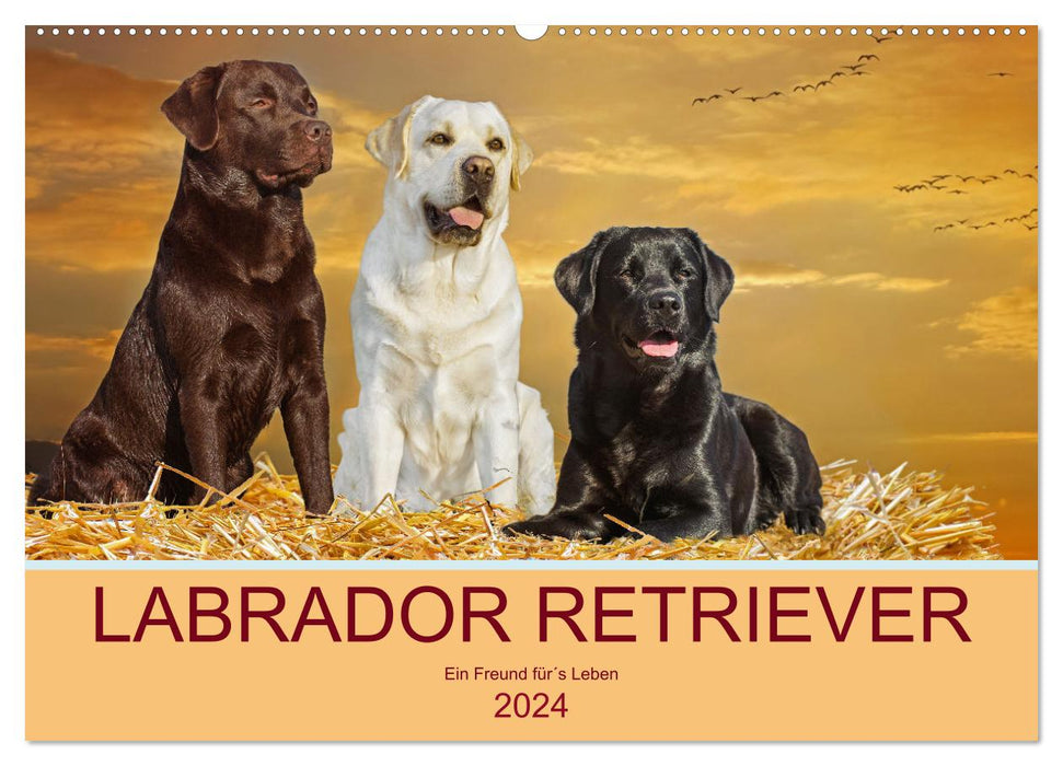 Labrador Retriever - Ein Freund für´s Leben (CALVENDO Wandkalender 2024)