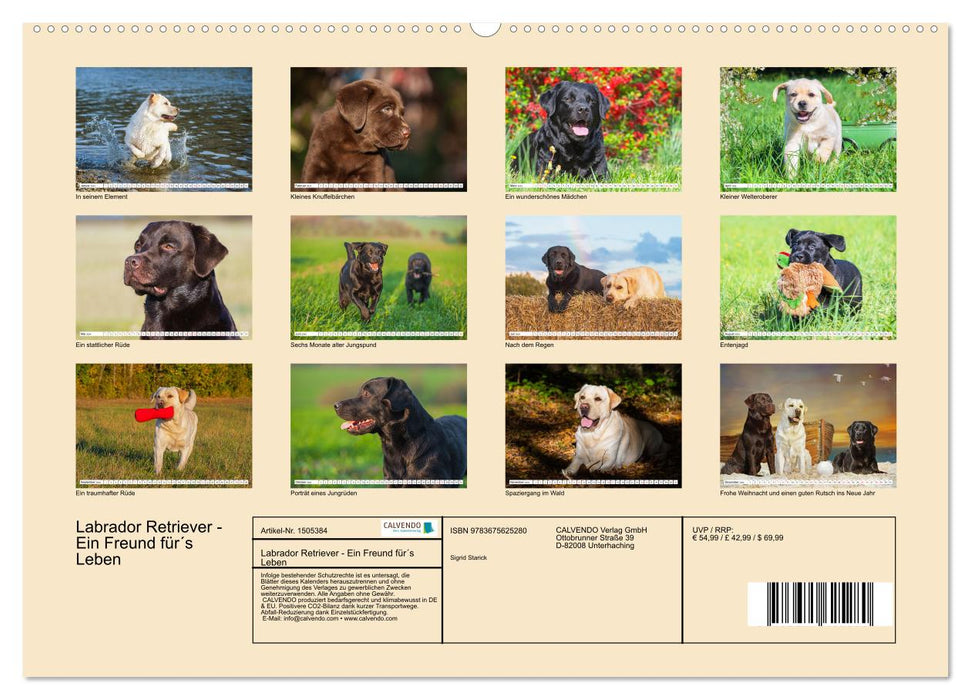 Labrador Retriever - Ein Freund für´s Leben (CALVENDO Wandkalender 2024)