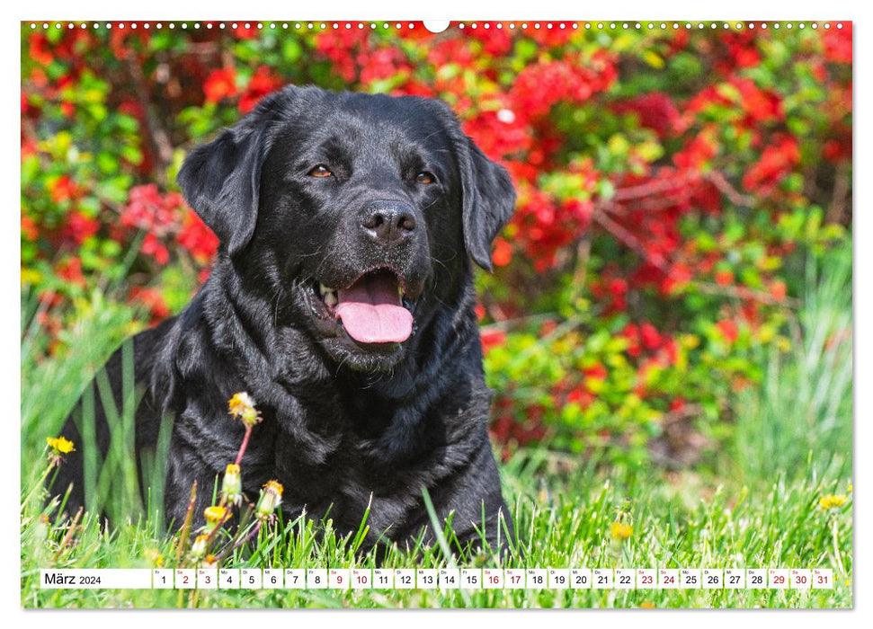 Labrador Retriever - Un ami pour la vie (Calendrier mural CALVENDO 2024) 