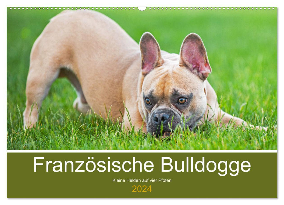 Französische Bulldogge - Kleine Helden auf vier Pfoten (CALVENDO Wandkalender 2024)