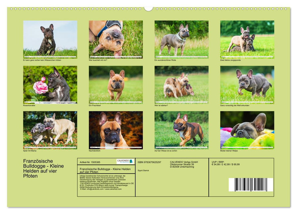Französische Bulldogge - Kleine Helden auf vier Pfoten (CALVENDO Wandkalender 2024)