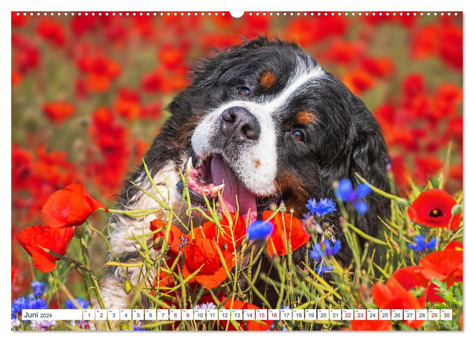 Berner Sennenhund - Ein Traum auf vier Pfoten (CALVENDO Wandkalender 2024)