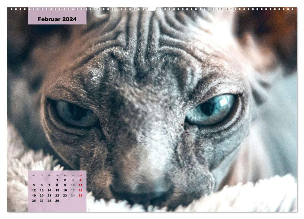 Sphinx. Chats nus gracieux et gracieux (calendrier mural CALVENDO 2024) 