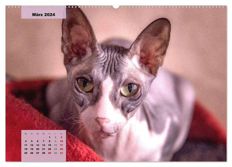 Sphinx. Chats nus gracieux et gracieux (calendrier mural CALVENDO 2024) 