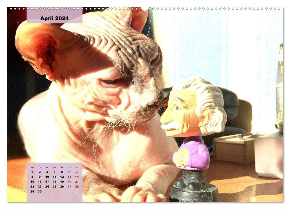 Sphinx. Chats nus gracieux et gracieux (calendrier mural CALVENDO 2024) 