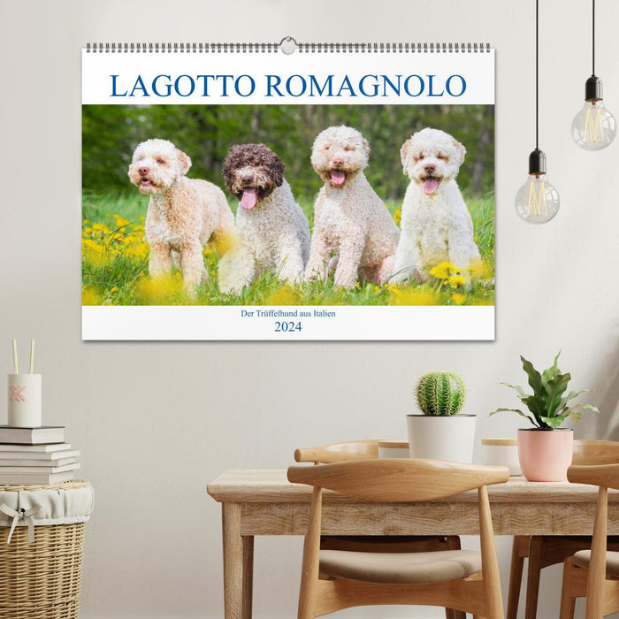 Lagotto Romagnolo - Le chien truffier d'Italie (calendrier mural CALVENDO 2024) 