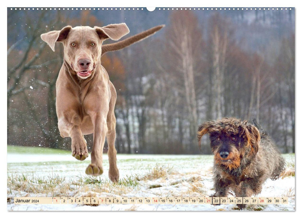 Weimaraner. Edel, elegant und klug (CALVENDO Wandkalender 2024)