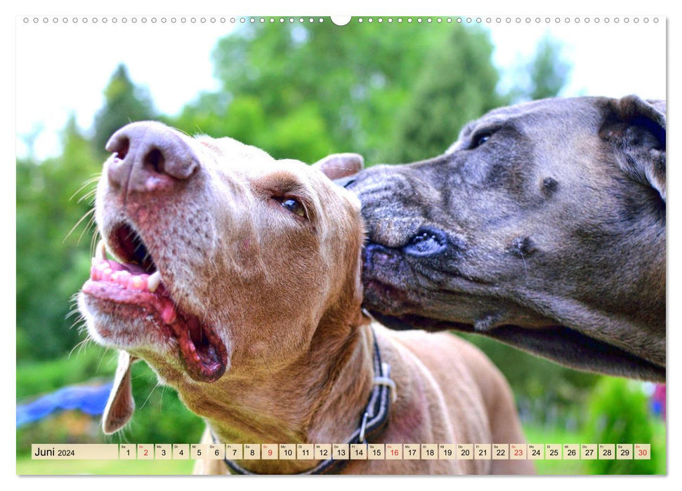 Weimaraner. Edel, elegant und klug (CALVENDO Wandkalender 2024)