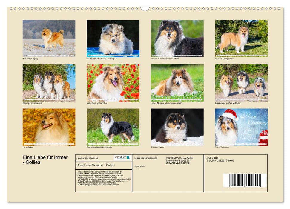 Eine Liebe für immer - Collies (CALVENDO Wandkalender 2024)