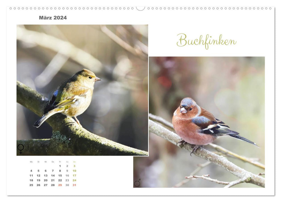 Vogel-Pärchen (CALVENDO Premium Wandkalender 2024)