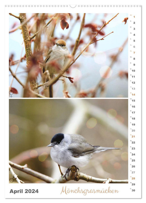 Vogel-Paare (CALVENDO Premium Wandkalender 2024)