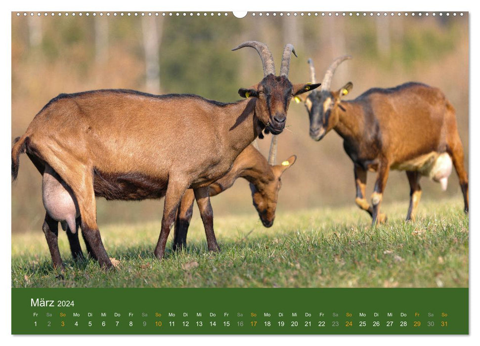 Mit Ziegen ist immer was los! (CALVENDO Wandkalender 2024)