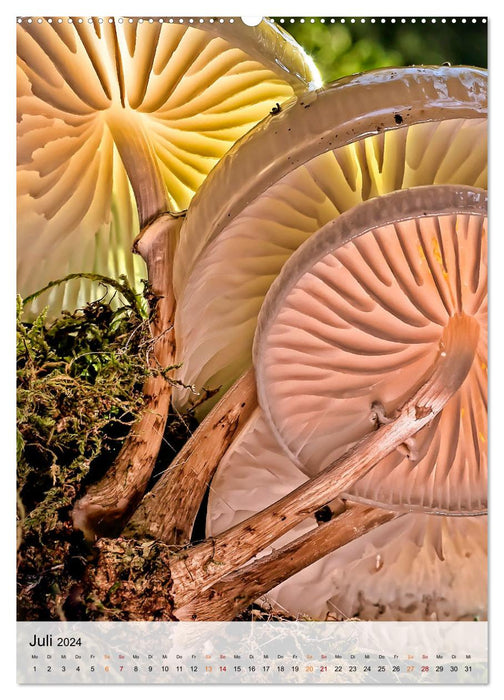 Pilze - kleine Riesen (CALVENDO Premium Wandkalender 2024)