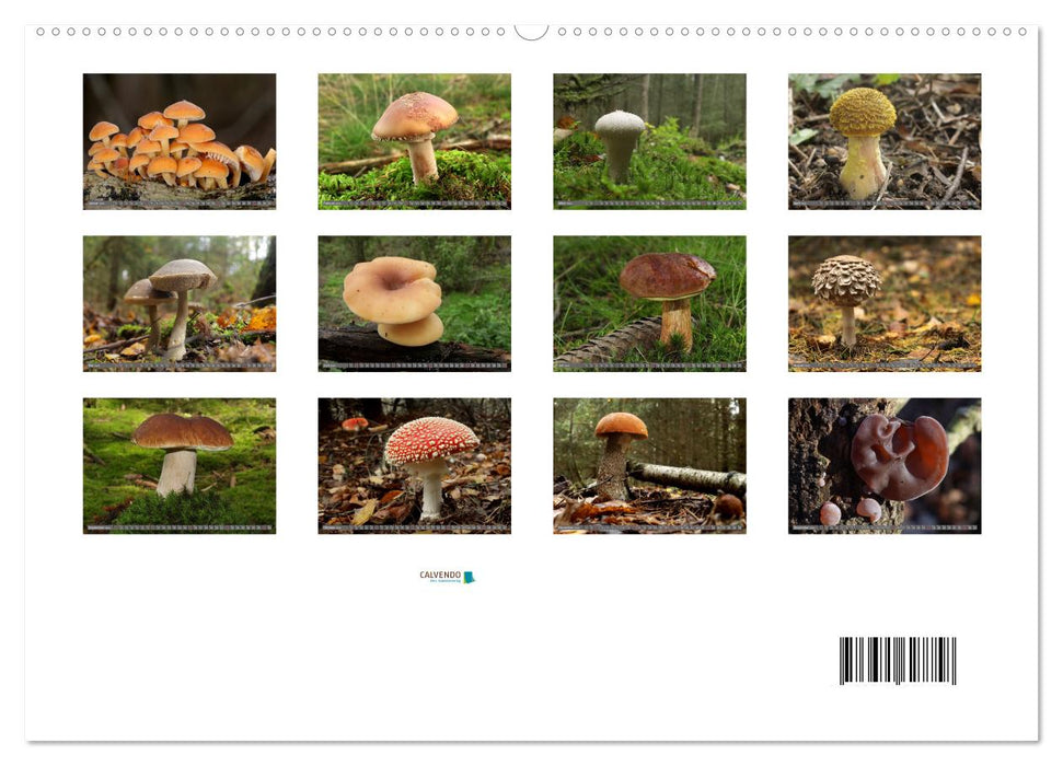 PILZE IM WALD (CALVENDO Premium Wandkalender 2024)