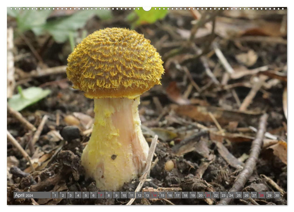 PILZE IM WALD (CALVENDO Premium Wandkalender 2024)