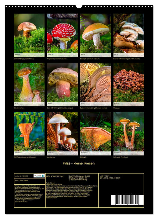 Pilze - kleine Riesen (CALVENDO Wandkalender 2024)