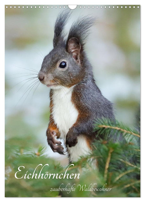Eichhörnchen - zauberhafte Waldbewohner (CALVENDO Wandkalender 2024)