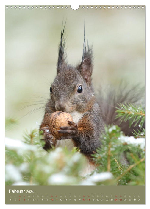 Eichhörnchen - zauberhafte Waldbewohner (CALVENDO Wandkalender 2024)