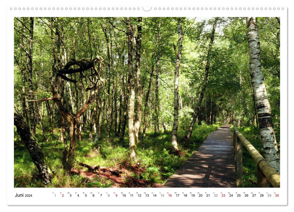 Mein Sehnsuchtsort, der heimische Wald (CALVENDO Premium Wandkalender 2024)