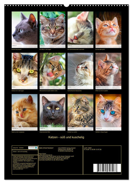 Katzen - süß und kuschelig (CALVENDO Premium Wandkalender 2024)