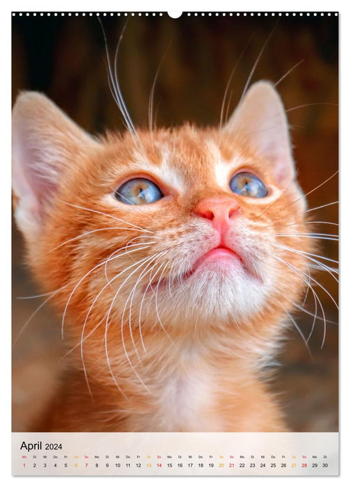 Katzen - süß und kuschelig (CALVENDO Premium Wandkalender 2024)