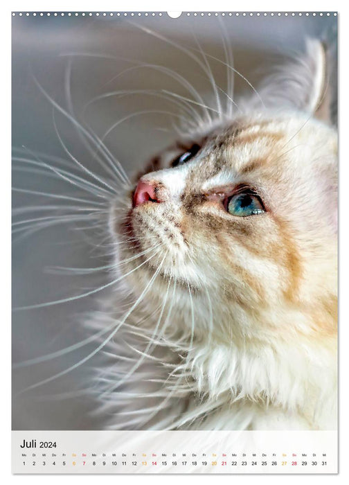 Katzen - süß und kuschelig (CALVENDO Premium Wandkalender 2024)