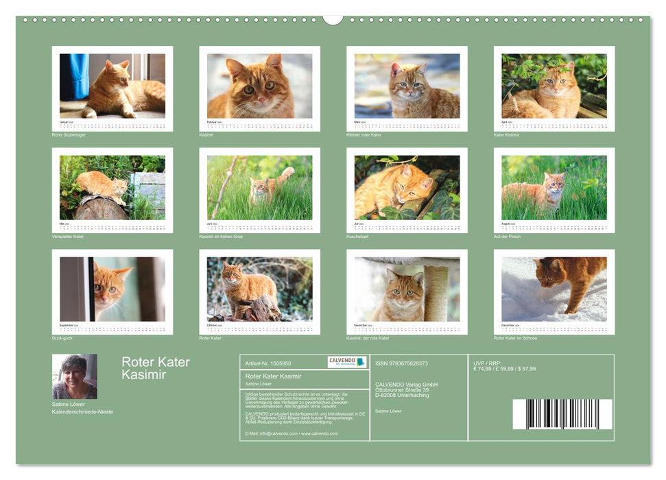 Roter Kater Kasimir (CALVENDO Premium Wandkalender 2024)