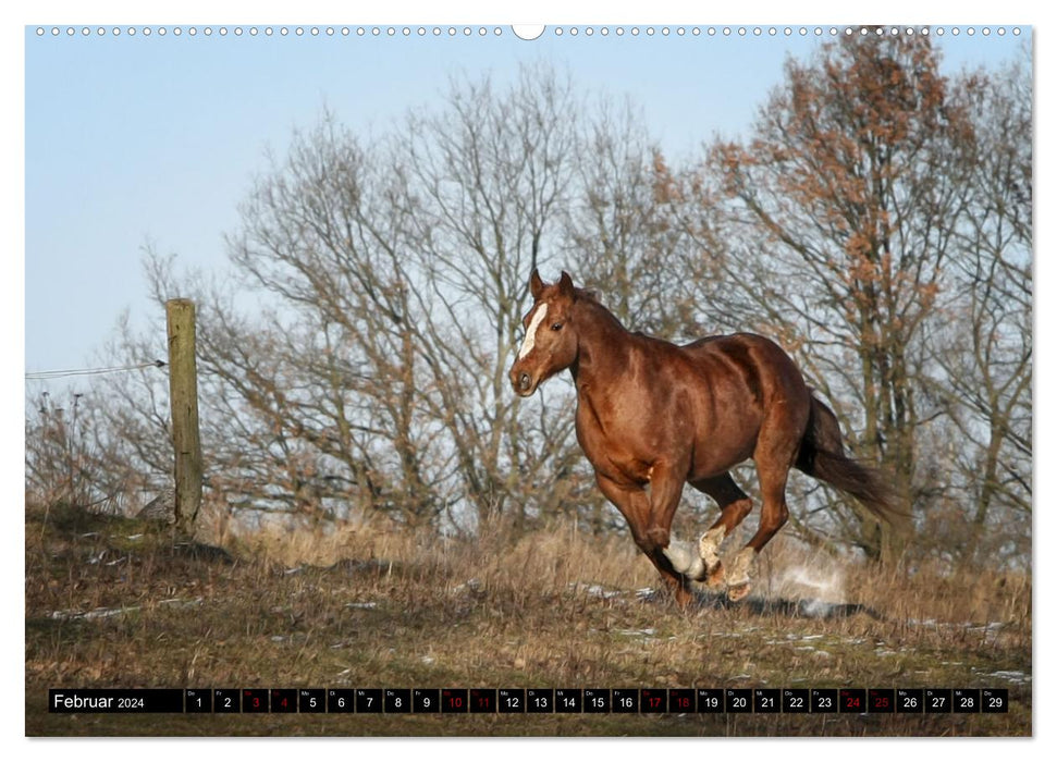 Faszination Westernpferde (CALVENDO Premium Wandkalender 2024)