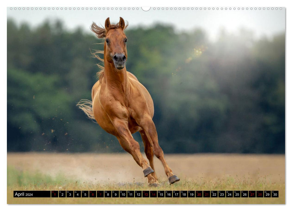 Faszination Westernpferde (CALVENDO Premium Wandkalender 2024)