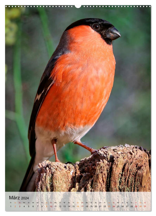 Vögel - gefiederte Freunde in unserer Natur (CALVENDO Premium Wandkalender 2024)