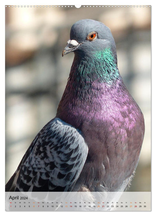 Vögel - gefiederte Freunde in unserer Natur (CALVENDO Premium Wandkalender 2024)