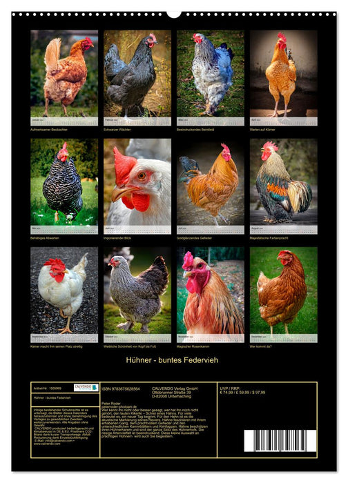 Hühner - buntes Federvieh (CALVENDO Premium Wandkalender 2024)
