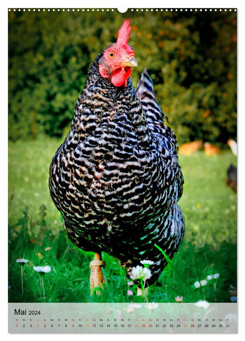 Hühner - buntes Federvieh (CALVENDO Premium Wandkalender 2024)