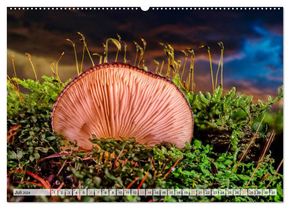 Pilze - kleine Giganten (CALVENDO Premium Wandkalender 2024)