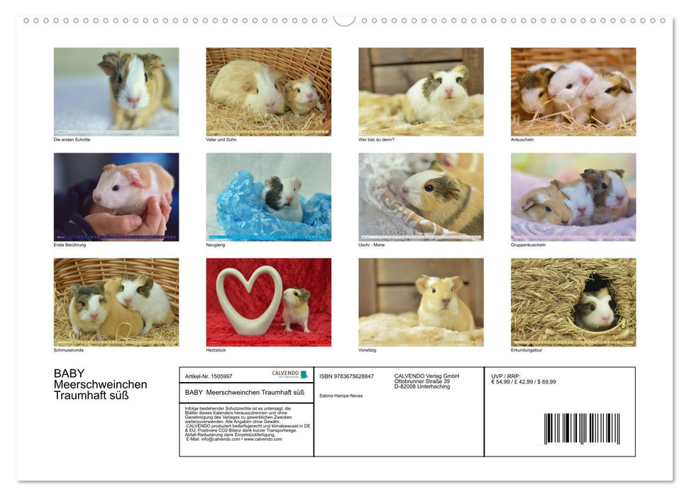 BABY Meerschweinchen Traumhaft süß (CALVENDO Wandkalender 2024)