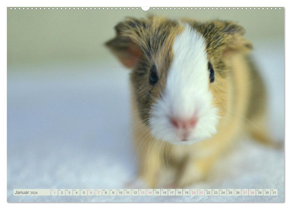 BABY Meerschweinchen Traumhaft süß (CALVENDO Wandkalender 2024)