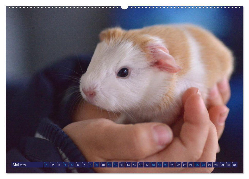 BABY Meerschweinchen Traumhaft süß (CALVENDO Wandkalender 2024)