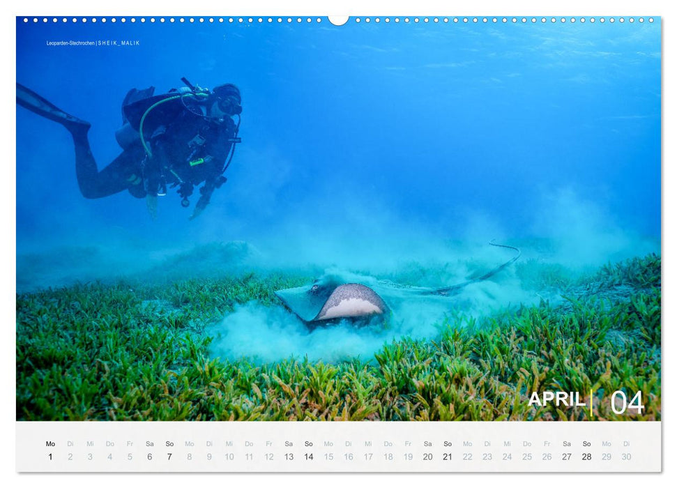 Die schönsten Korallenriffe zum Tauchen in Ägypten (CALVENDO Premium Wandkalender 2024)