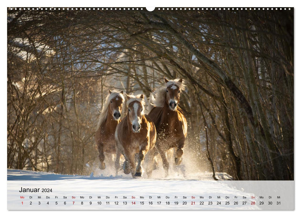 Pferde 2024 Kraft und Anmut (CALVENDO Premium Wandkalender 2024)