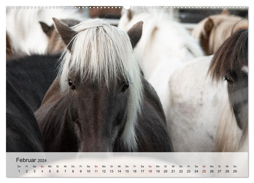 Pferde 2024 Kraft und Anmut (CALVENDO Premium Wandkalender 2024)