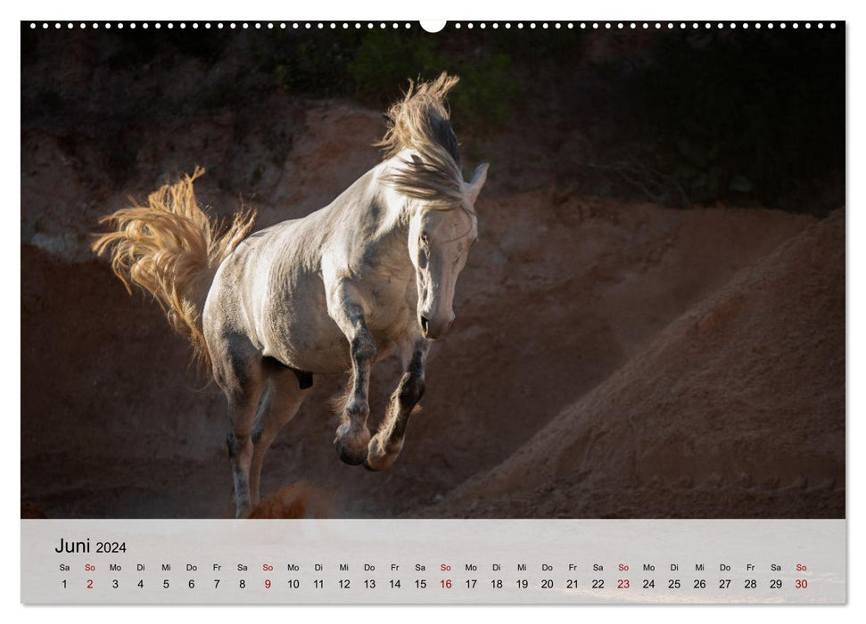 Pferde 2024 Kraft und Anmut (CALVENDO Premium Wandkalender 2024)
