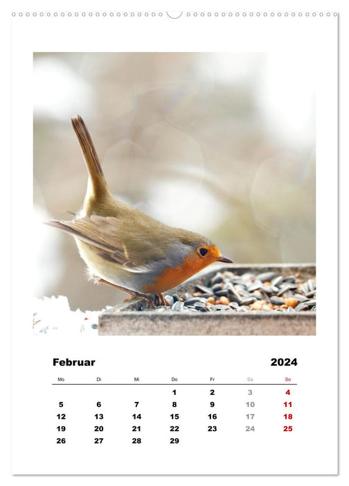 Rotkehlchen, süße kleine Knutschkugeln (CALVENDO Premium Wandkalender 2024)