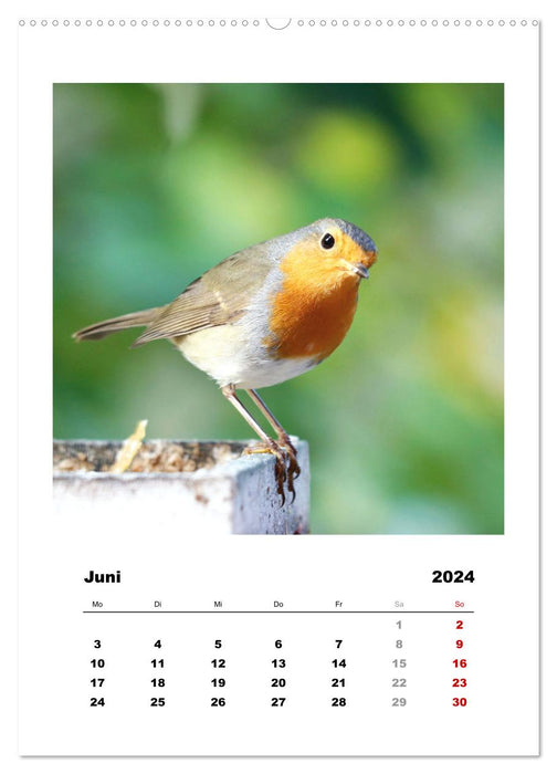 Rotkehlchen, süße kleine Knutschkugeln (CALVENDO Premium Wandkalender 2024)