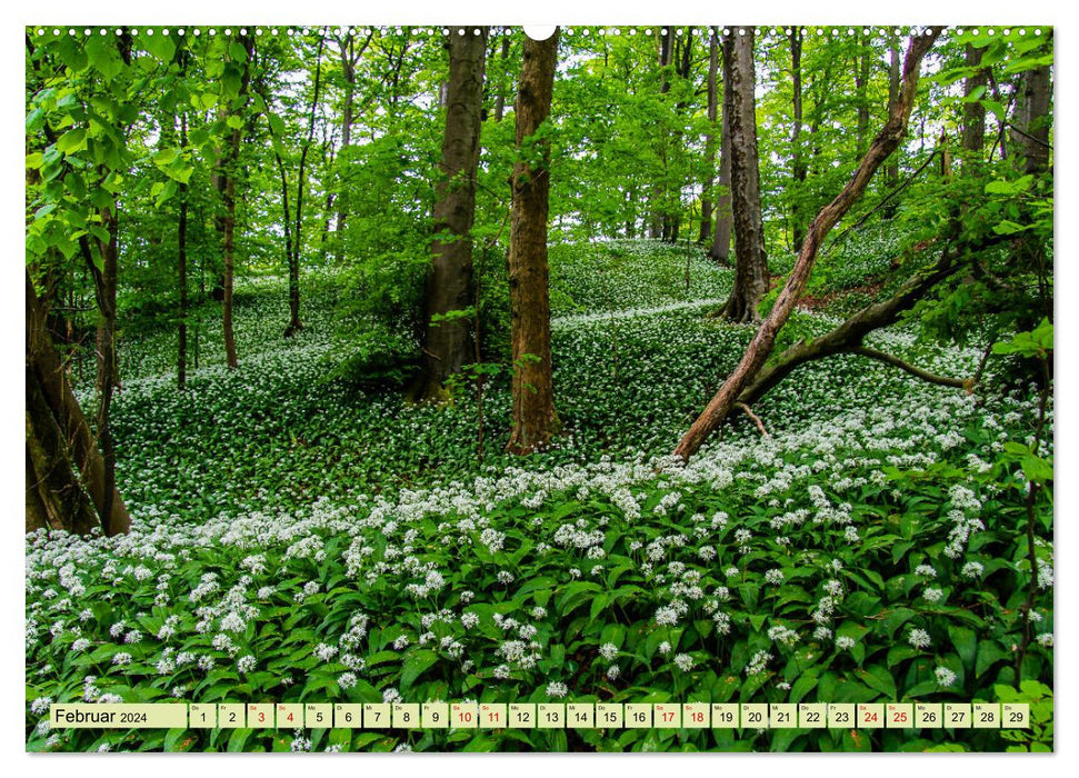Unterwegs auf dem GrimmSteig - Zu Fuß durch Nordhessens Märchenwälder (CALVENDO Wandkalender 2024)