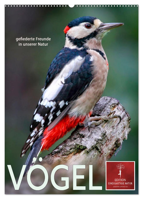 Vögel - gefiederte Freunde in unserer Natur (CALVENDO Wandkalender 2024)