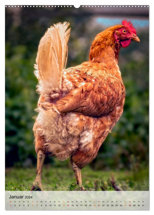 Hühner - buntes Federvieh (CALVENDO Wandkalender 2024)